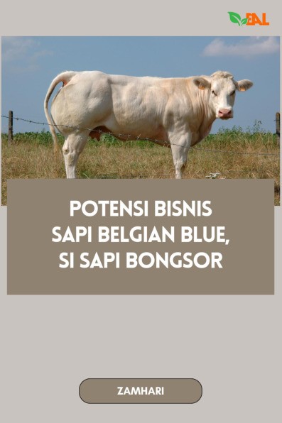 Potensi Bisnis Sapi Belgian Blue, Si Sapi Bongsor